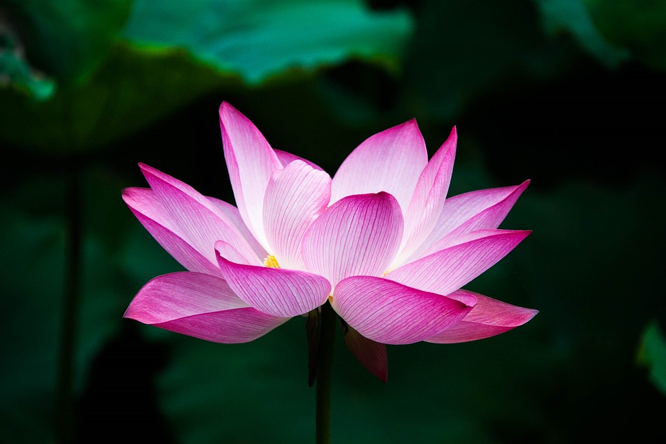 Růžový lotus mám moc ráda.